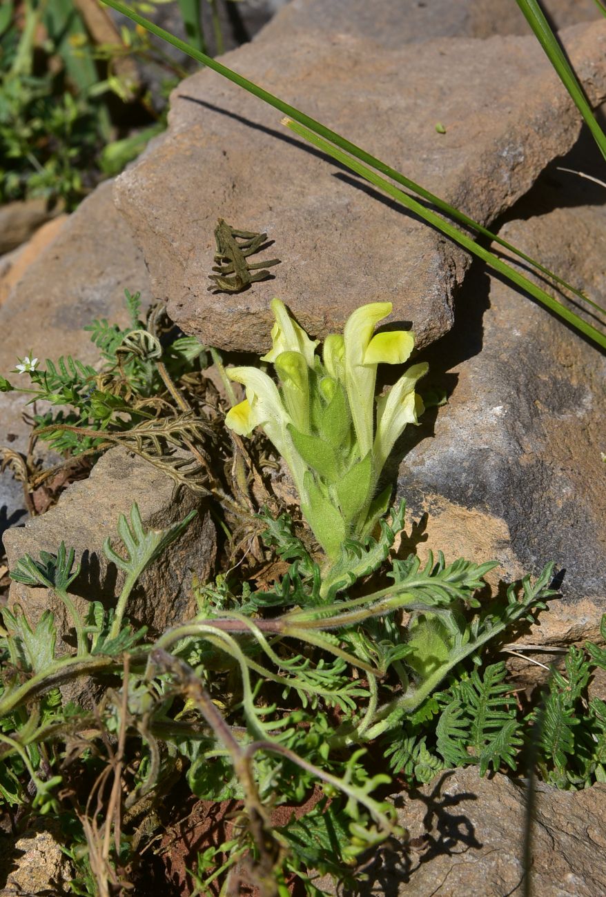 Image of Scutellaria grossheimiana specimen.
