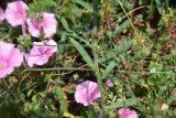 Convolvulus cantabrica. Часть побега с соцветиями. Турция, ил Артвин, дер. Баглик, открытый участок террасы, горная степь. 12 июня 2026 г.
