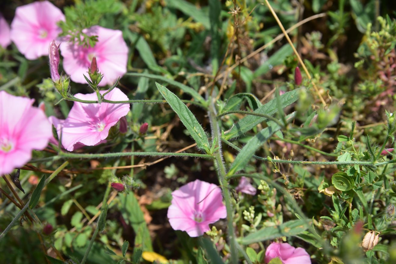 Image of Convolvulus cantabrica specimen.