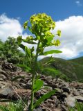 Euphorbia latifolia. Верхушка побега с соцветием. Казахстан, Восточно-Казахстанская обл., Самарский р-н, трасса R-157; Калбинское нагорье, вост. спуск с пер. Умыш в долину Иртыша, под каменистой россыпью на склоне южной экспозиции. 14 мая 2026 г.