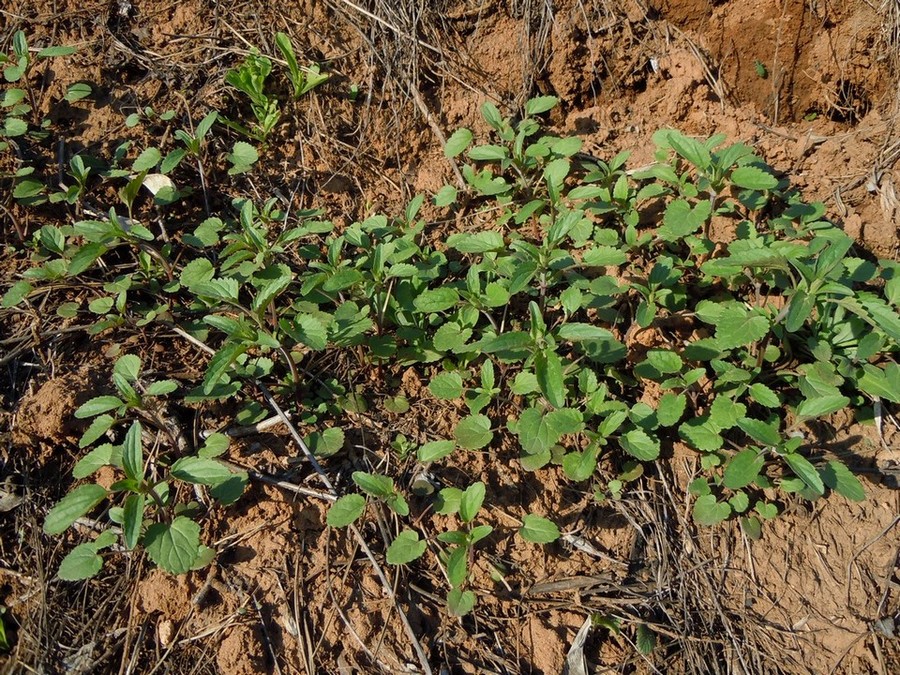 Изображение особи Dracocephalum thymiflorum.