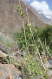 genus Lophanthus. Часть побега. Таджикистан, Горно-Бадахшанская автономная обл., Шугнанский р-н, окр. кишлака Нимос, дол. р. Гунт, ≈ 2820 м н.у.м., каменистая осыпь. 15 июля 2026 г.