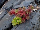 Saxifraga bronchialis. Вегетирующее растение в сообществе с Orostachys spinosa (слева). Хабаровский край, Комсомольский р-н, с. Верхняя Эконь, берег р. Амур, на скале. 07.07.2026.