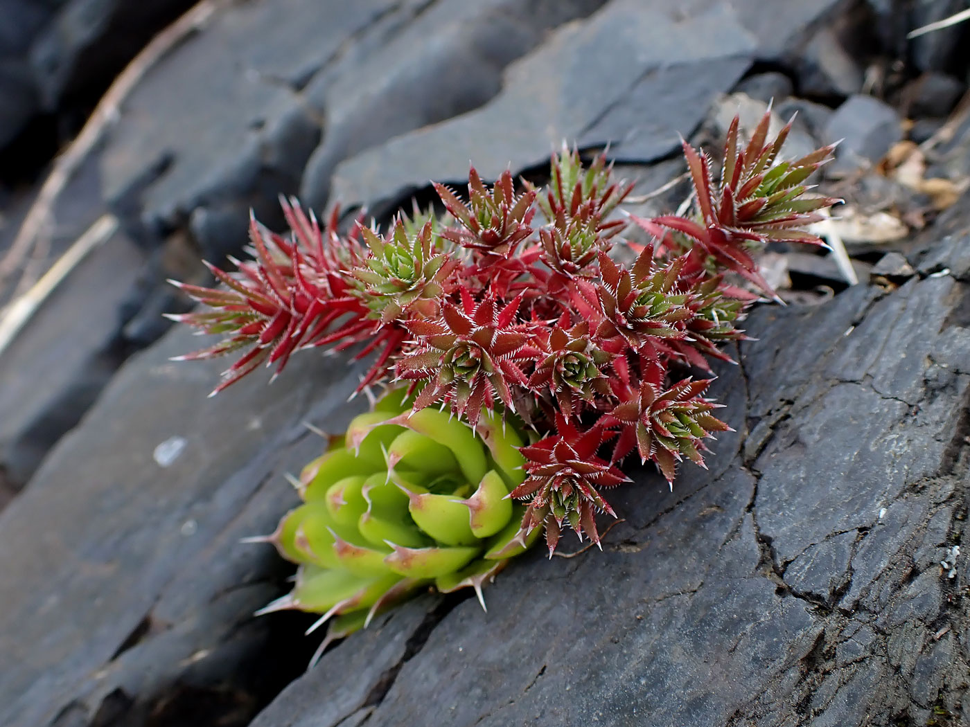 Image of Saxifraga bronchialis specimen.