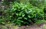 Reynoutria sachalinensis. Развивающиеся растения. Московская обл., Раменский р-н, окр. дер. Хрипань, садовый участок. 03.06.2026.
