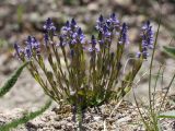 Polygala amarella