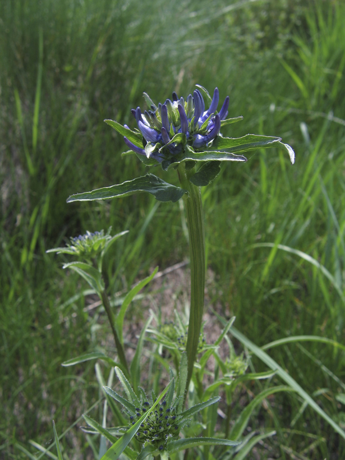 Изображение особи Phyteuma orbiculare.