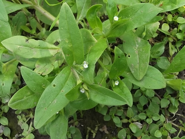 Изображение особи Myosotis sparsiflora.