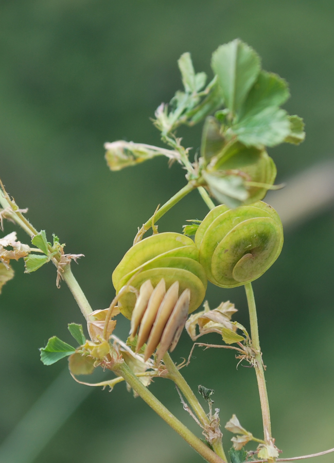 Image of Medicago orbicularis specimen.