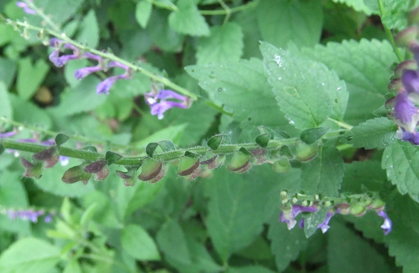 Изображение особи Scutellaria altissima.