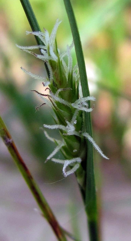 Изображение особи Carex hirta.