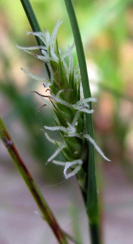 Image of Carex hirta specimen.