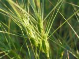 Aegilops triuncialis