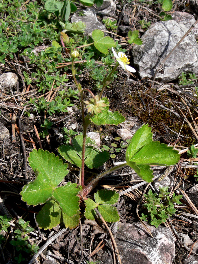 Изображение особи Fragaria vesca.