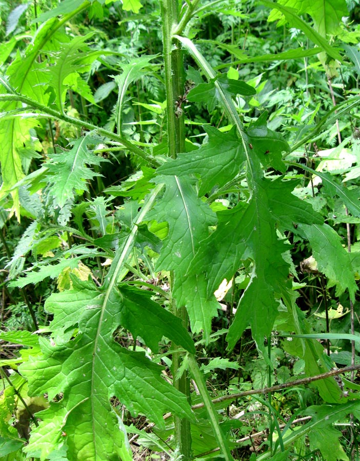Изображение особи Carduus crispus.
