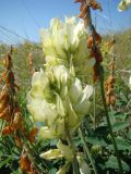 Hedysarum grandiflorum