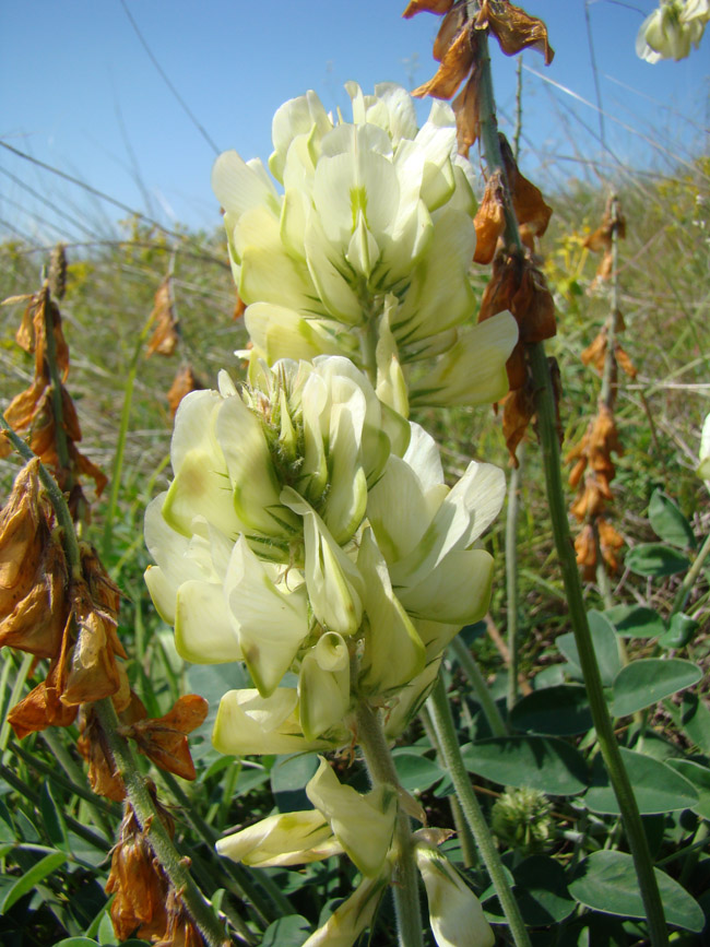 Изображение особи Hedysarum grandiflorum.