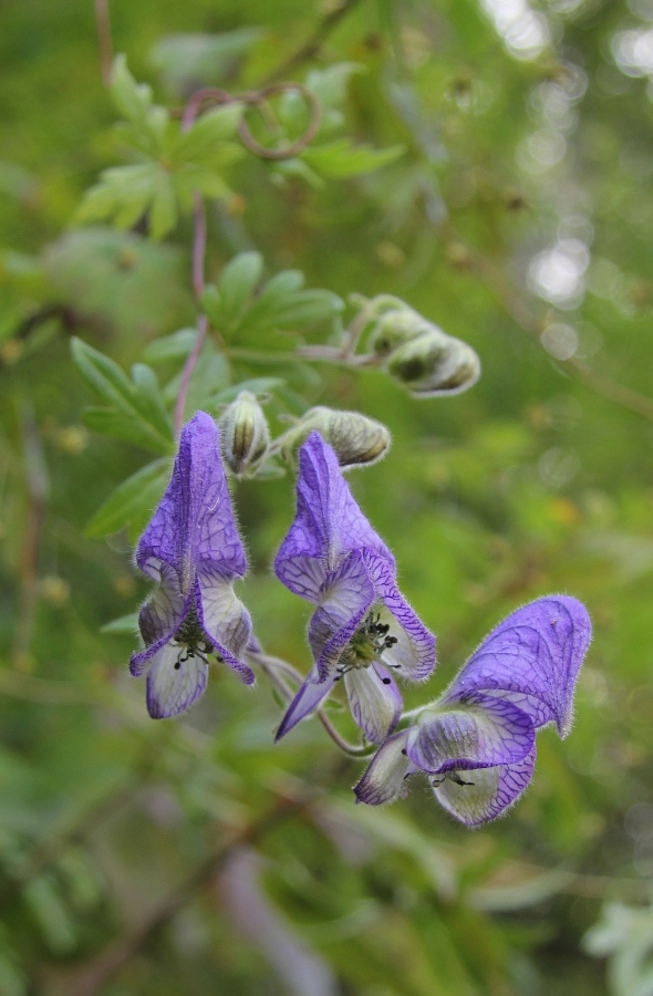 Изображение особи Aconitum volubile.