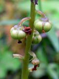 Pyrola chlorantha