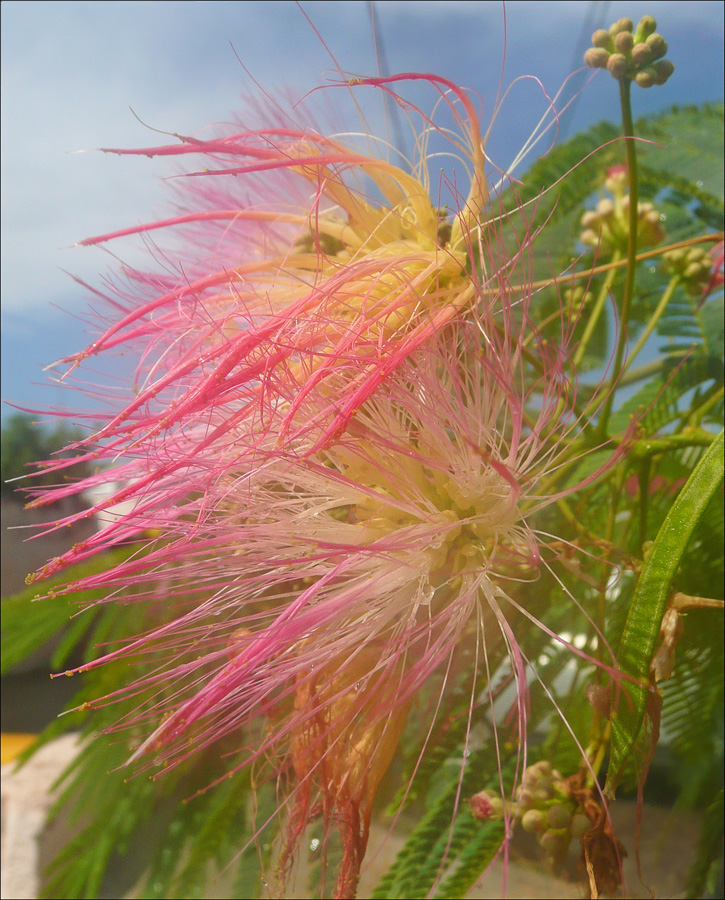 Изображение особи Albizia julibrissin.