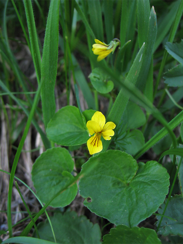 Image of Viola biflora specimen.