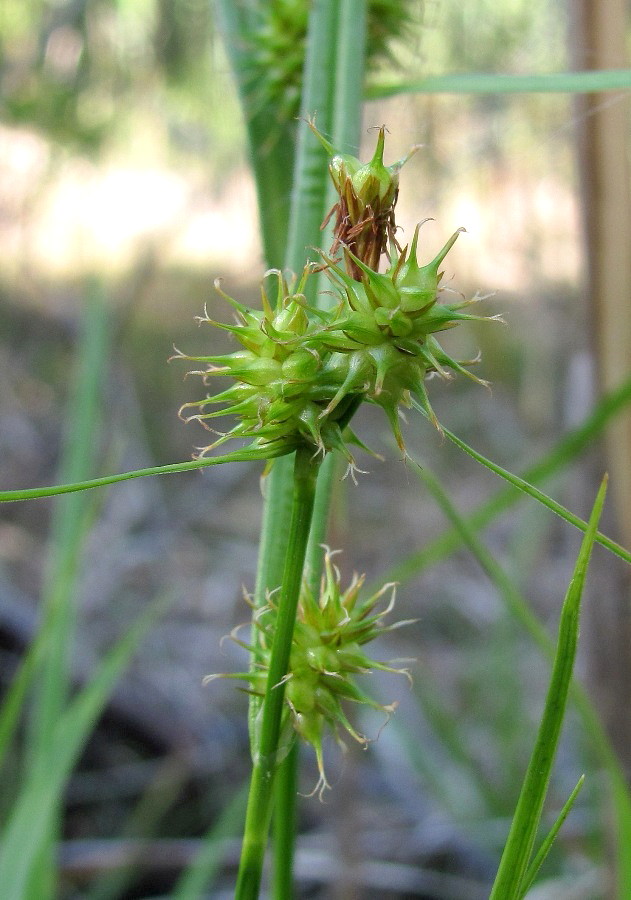 Image of Carex flava specimen.
