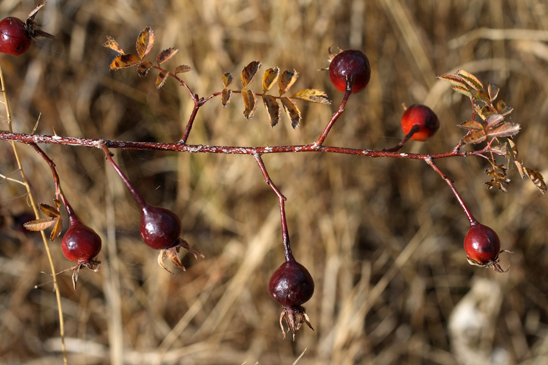 Image of Rosa kokanica specimen.