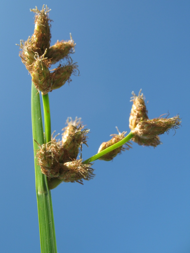 Image of Schoenoplectus triqueter specimen.