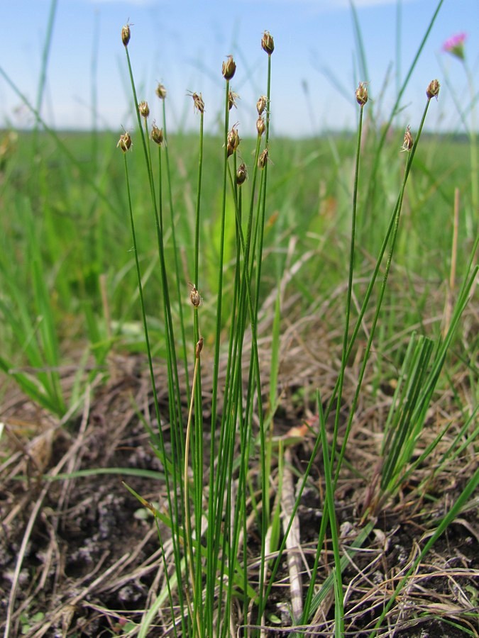 Изображение особи Trichophorum pumilum.