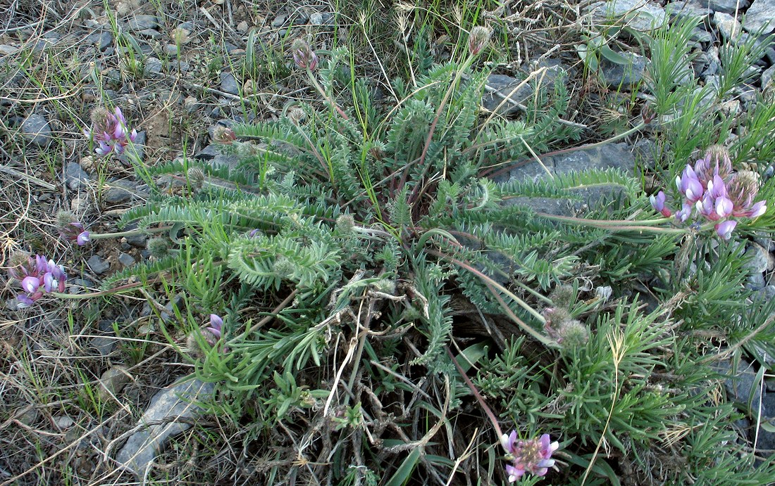 Изображение особи Oxytropis pilosissima.