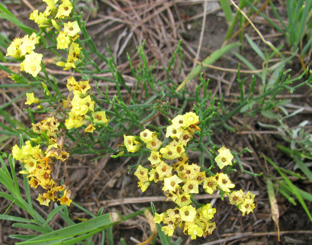 Изображение особи Limonium aureum.