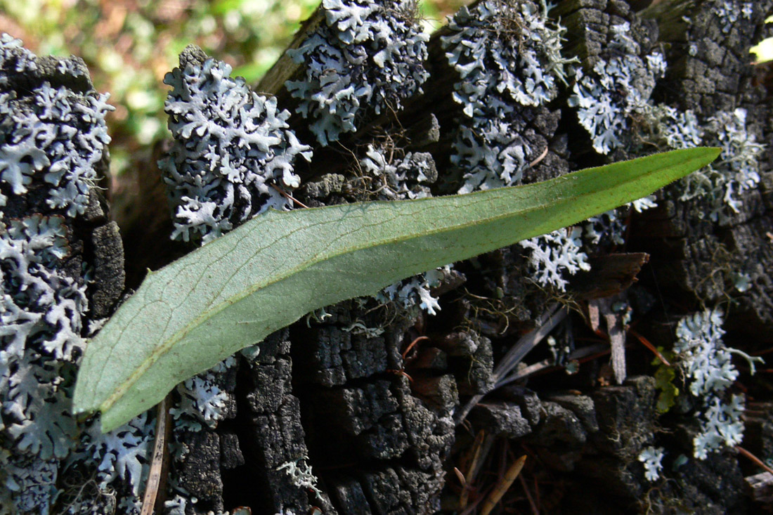 Image of Hieracium umbellatum specimen.