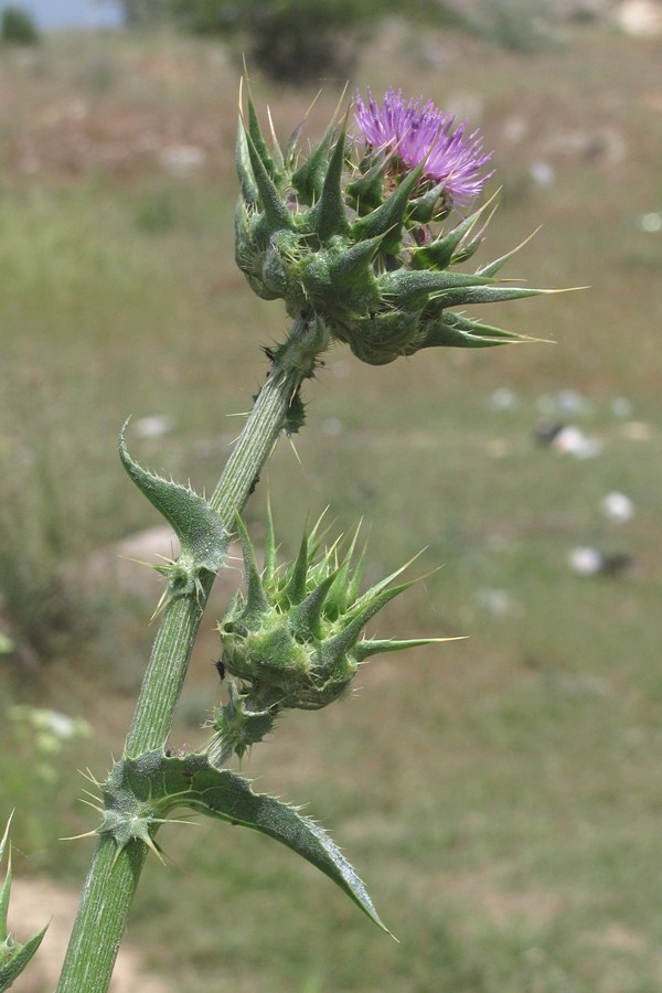 Image of Silybum marianum specimen.