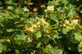 Quercus robur. Ветвь с созревшими желудями. Московская обл., Раменский р-н, окрестности д. Хрипань. 24.09.2007.