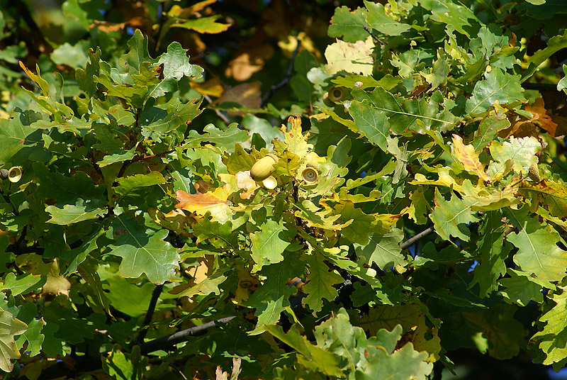 Image of Quercus robur specimen.