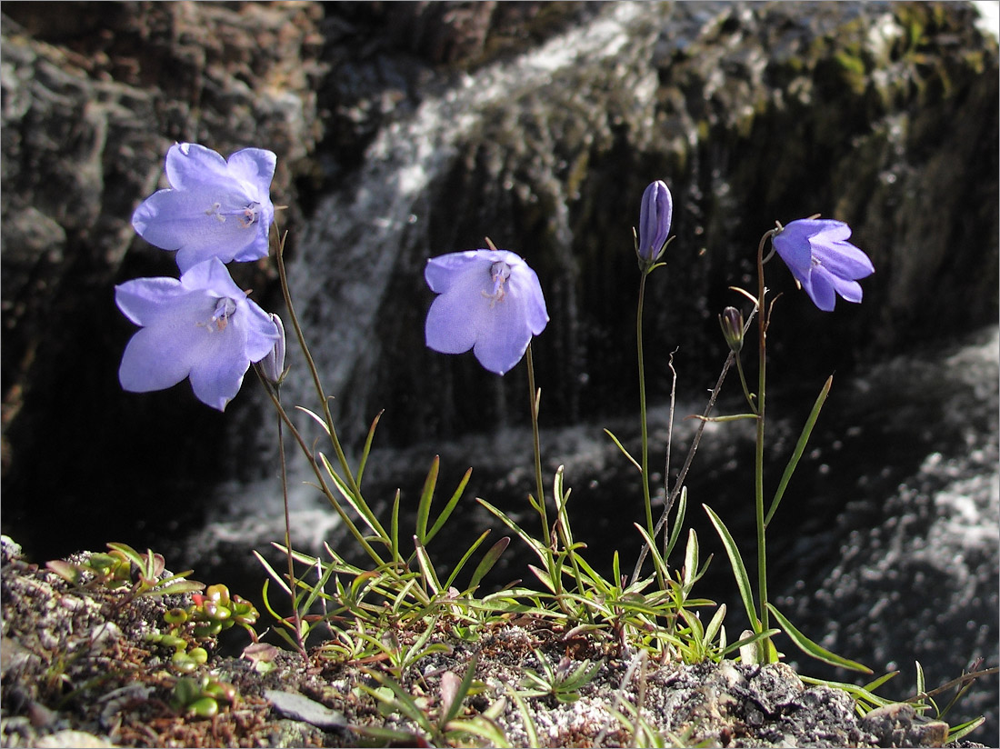 Image of Campanula rotundifolia specimen.