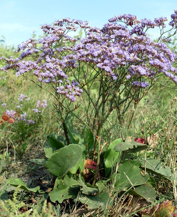 Изображение особи Limonium scoparium.