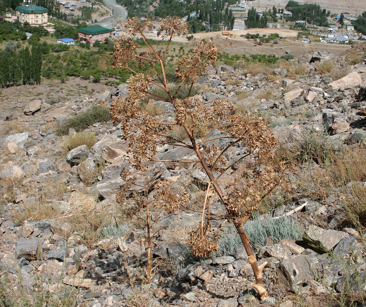 Изображение особи Ferula grigoriewii.