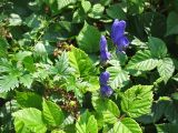 Aconitum degenii