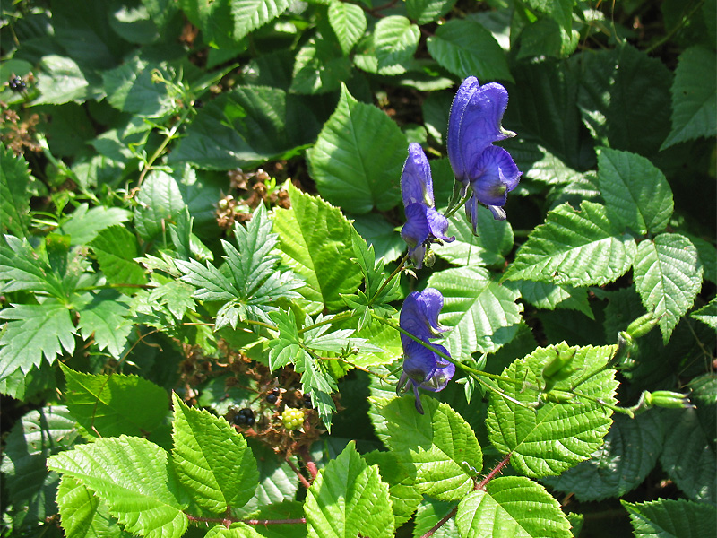 Изображение особи Aconitum degenii.