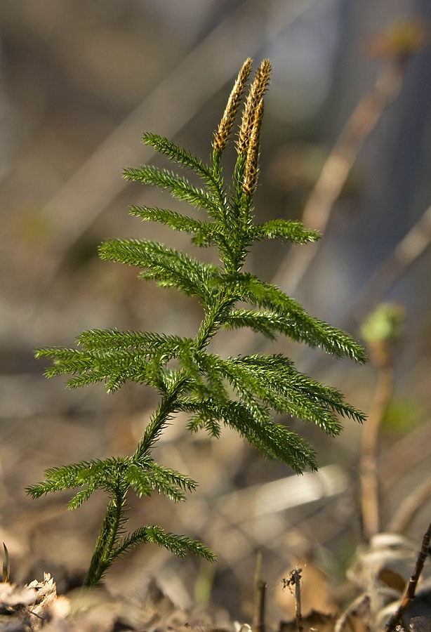 Image of Lycopodium juniperoideum specimen.