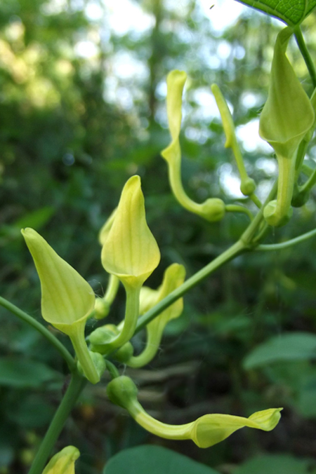 Изображение особи Aristolochia clematitis.