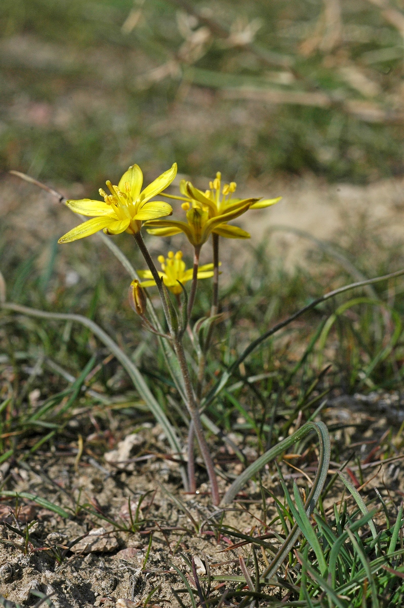 Image of Gagea altaica specimen.