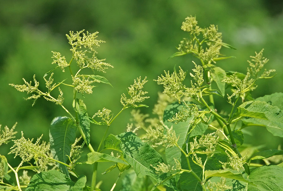 Изображение особи Aconogonon weyrichii.