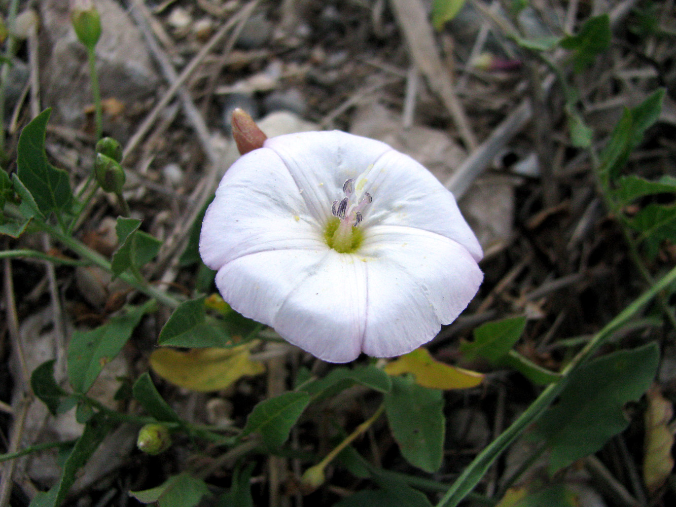 Image of Convolvulus arvensis specimen.