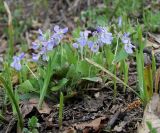 Viola rupestris