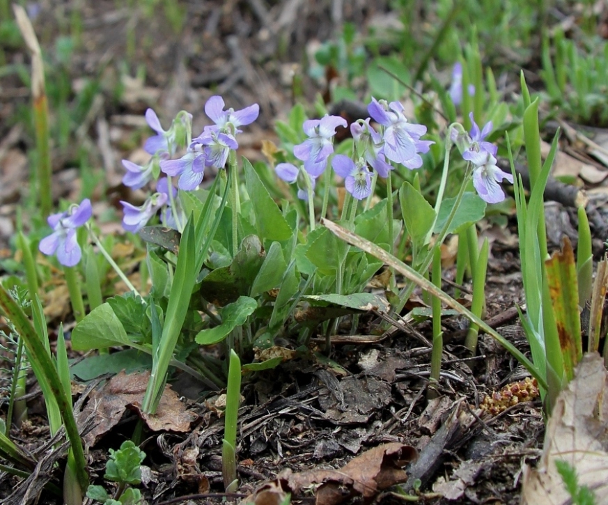 Image of Viola rupestris specimen.