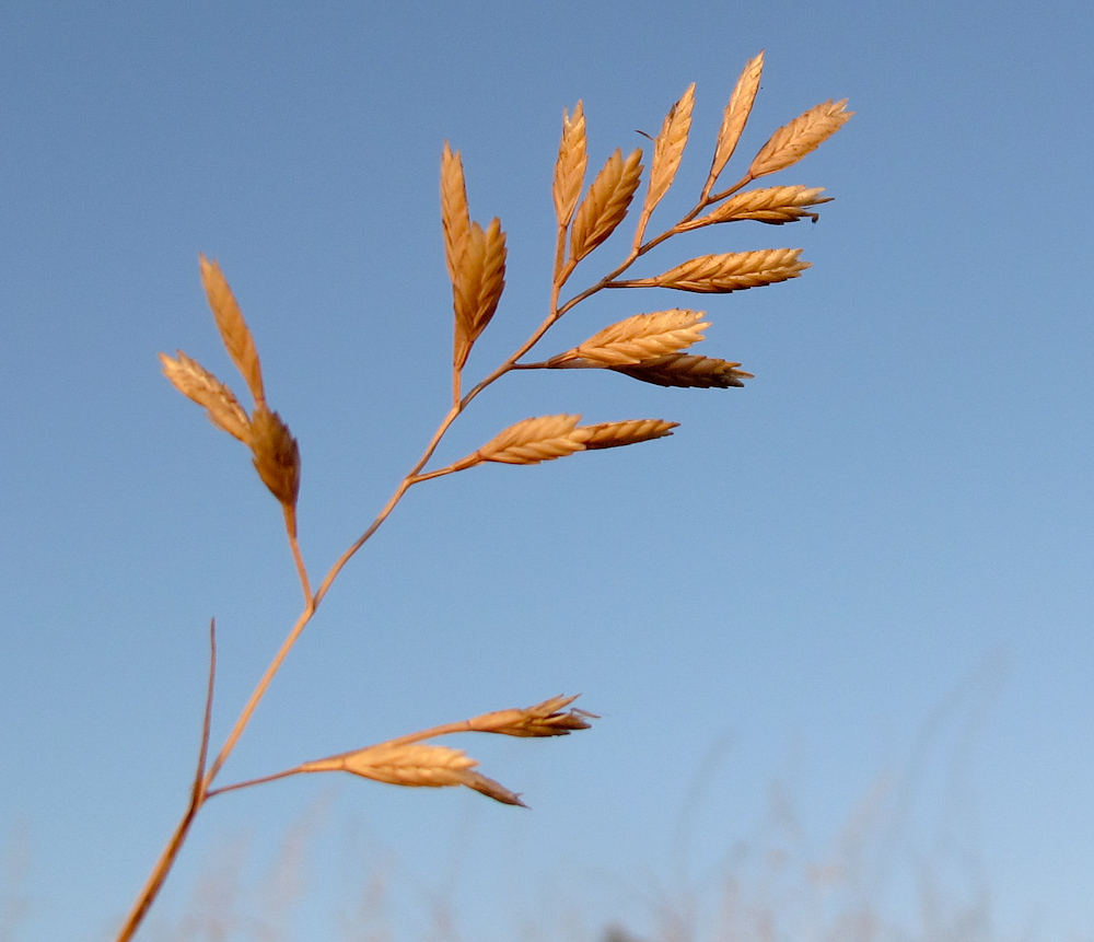 Image of Desmazeria philistaea specimen.