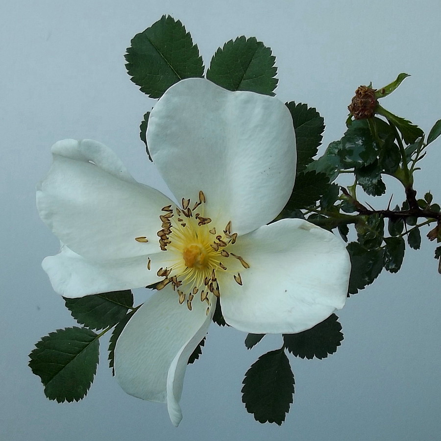 Image of Rosa spinosissima specimen.