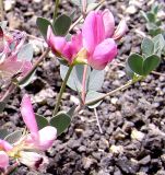 Lotus gebelia